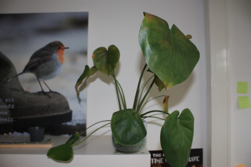 Monstera