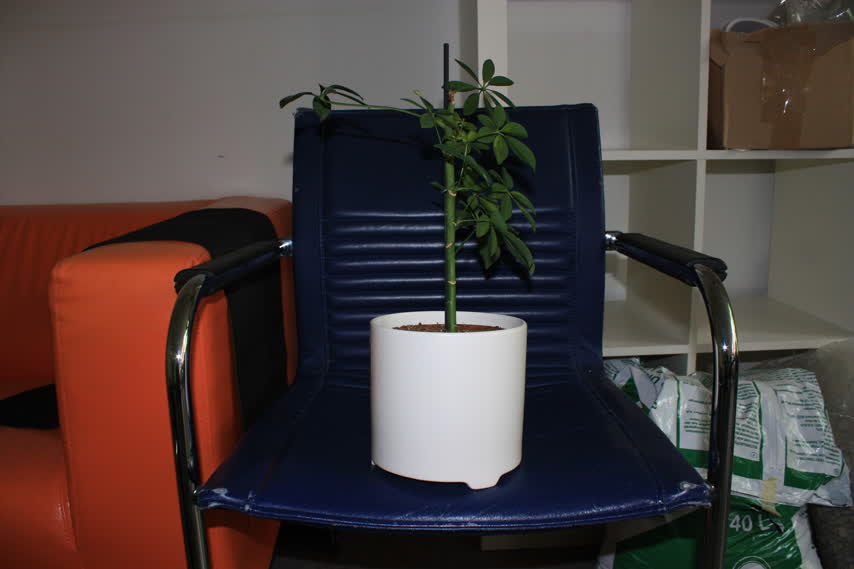 Umbrella Plant