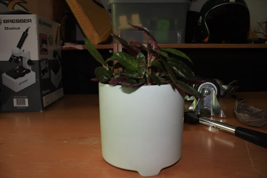 Polka Dot Plant