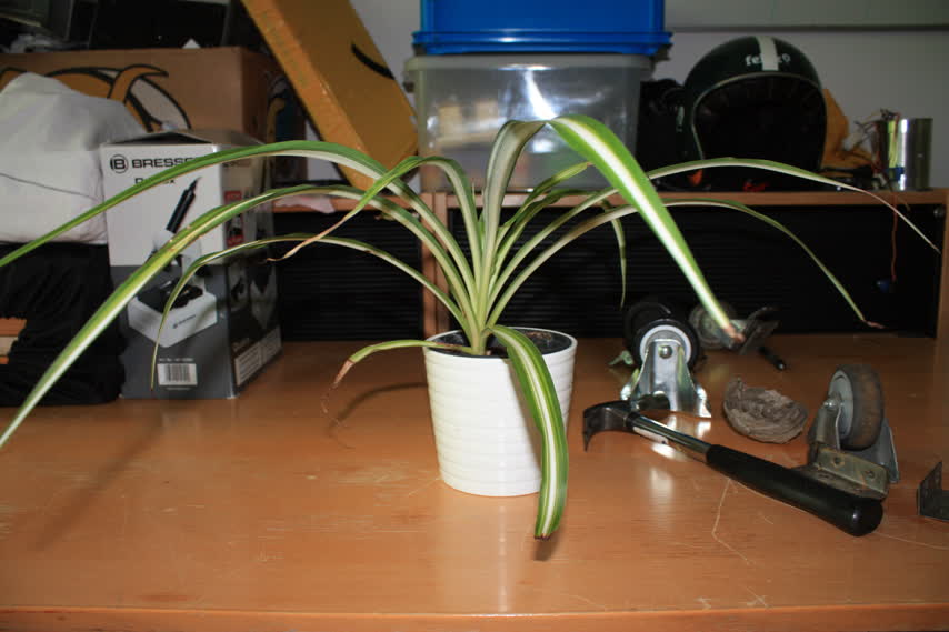 Spider Plant